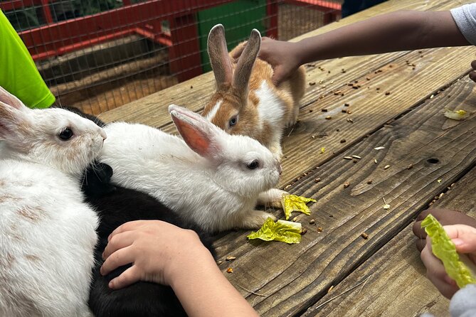 Connors Farms Petting Zoo - Timing, weather, and who should book