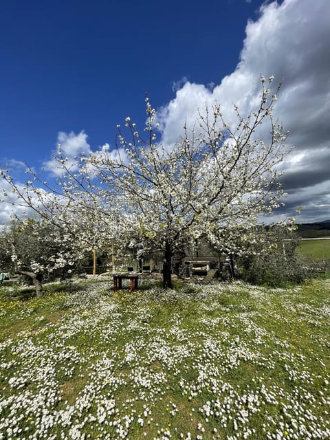 Cooking class in our family farm in Chianti with lunch - What the Farm Visit Adds