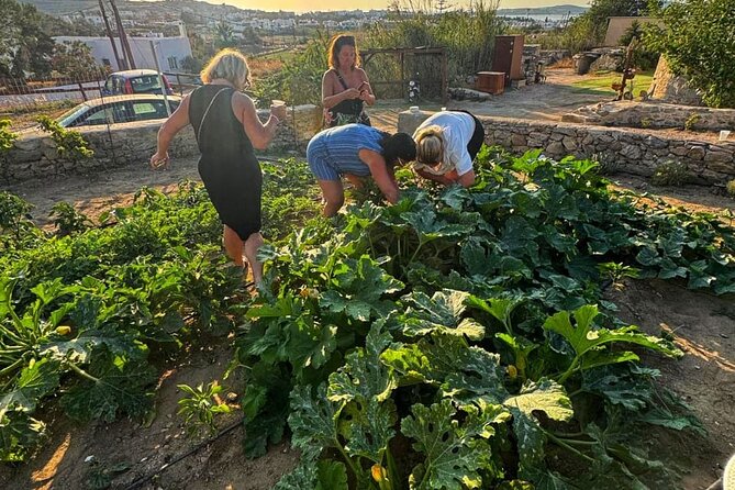 Cooking Class Sunset Dinner and Tour in Paros Farm - Should you book the sunset cooking class?
