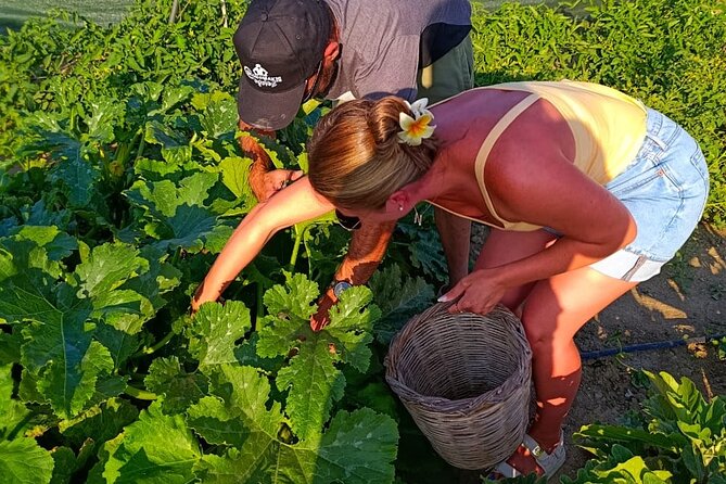 Cooking Class Sunset Dinner and Tour in Paros Farm - Cooking Greek dishes from salad to briam