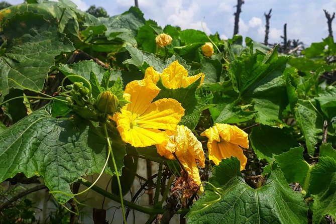 Cooking, Farming and Waterfall In Vietnam Countryside - Tea with Sammie’s father