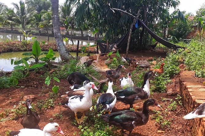 Cooking, Farming and Waterfall In Vietnam Countryside - Timing, group size, and practical fit