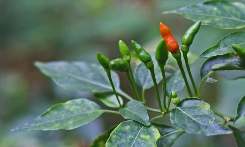 Coorg: Mercara Gold Estate Coffee/Spice Farm and Museum Tour - Who will enjoy this coffee and spice tour