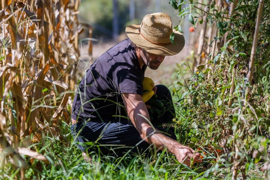 Corfu: Organic Olive Oil Farm Tour with Transfer and Tasting - Should you book this Corfu olive oil tour?