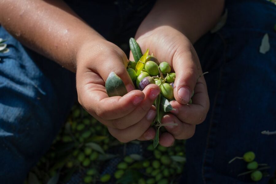 Corfu: Organic Olive Oil Farm Tour with Transfer and Tasting - Why the small group changes the visit