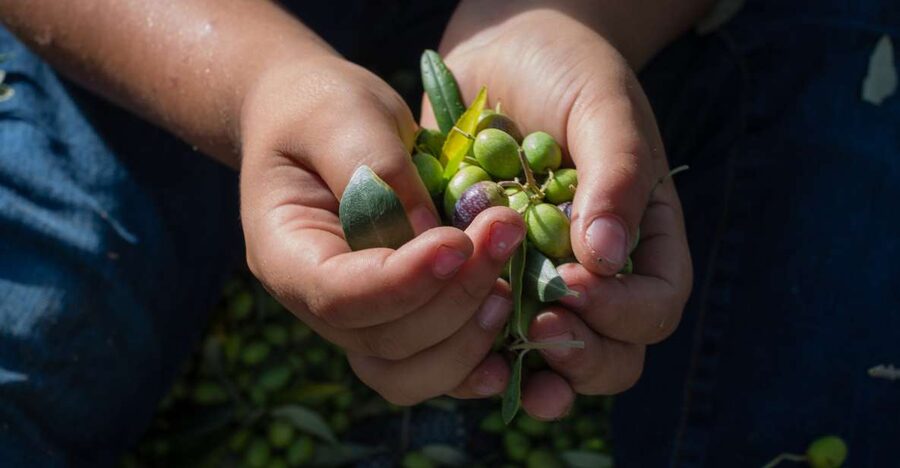 Corfu: Organic Olive Oil Farm Tour with Transfer and Tasting - Transfers from Corfu Town and the port
