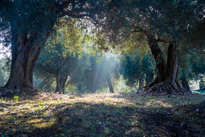 Corfu Organic Olive Oil Tasting at Family Farm - Learning what makes olive oil worth tasting