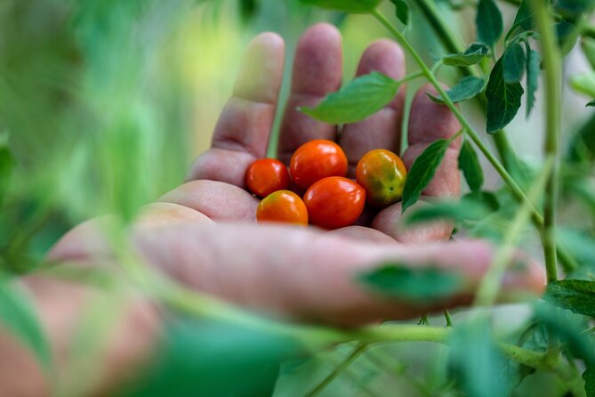 Corfu Organic Olive Oil Tasting at Family Farm - Is $131.06 per person fair?