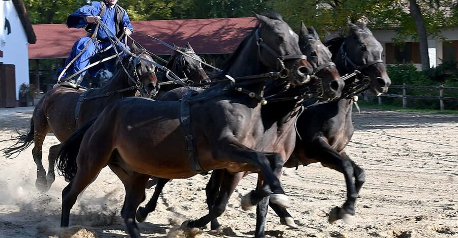 Countryside ranch, horse show & lunch - From Batthyány Square to the Great Plain