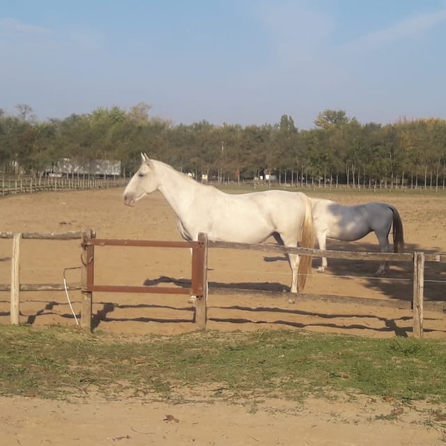 Countryside ranch, horse show & lunch - Should you book it?