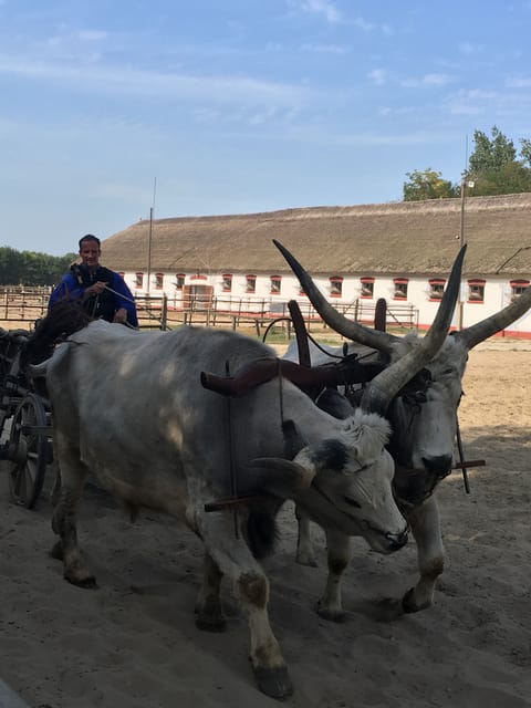 Countryside ranch, horse show & lunch - A 15-minute carriage ride around the ranch