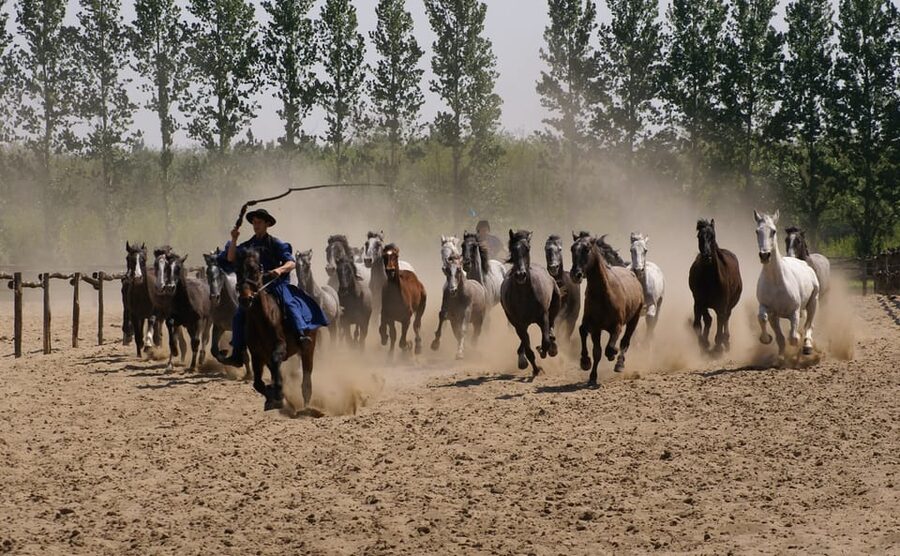 Countryside ranch, horse show & lunch - Practical details before you book