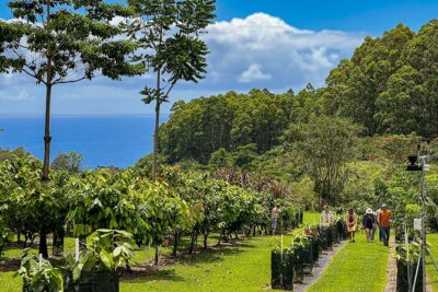 Craft Chocolate Tasting and Farm Experience on the Big Island