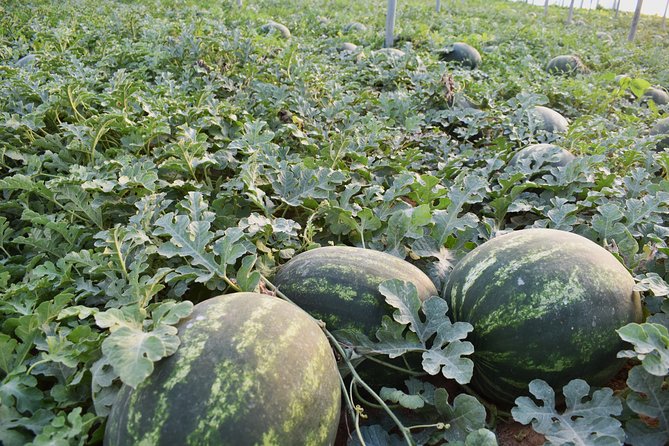 Cretan Farm Tour with Cheese-Making, Olive Oil Tasting & Picnic - What the Three Hours Give You