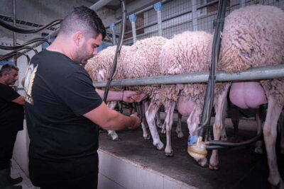 Farm Visit with Cheese Tasting and Milking Experience