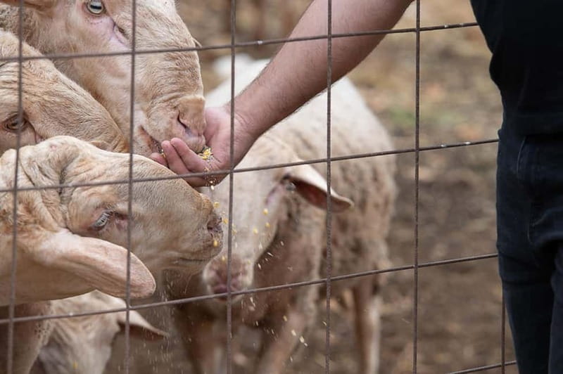 Crete: Farm Visit with Cheese Tasting and Milking Experience - A good choice for families with children