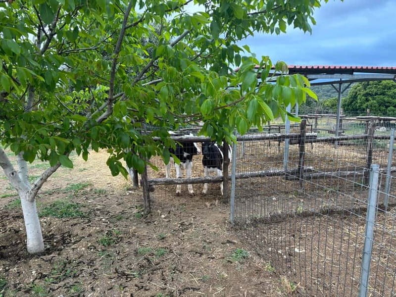 Crete: Farm Visit with Cheese Tasting and Milking Experience - Is $29 good value for 90 minutes?