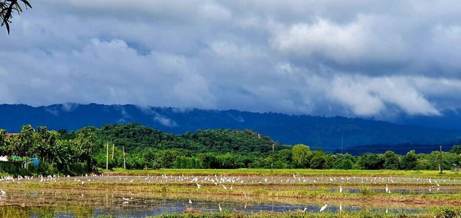 Cultural immersion: Thai cooking, rice farming, eco printing - Rice Farming in Boots and Rain Ponchos