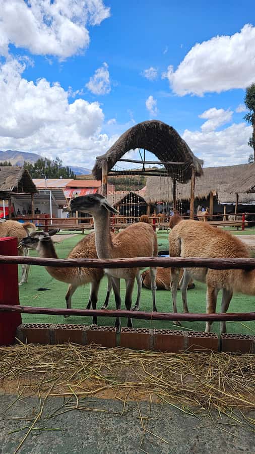 Cusco: Alpaca and Llama Farm Tour w/ Transfer & Weaving Demo - Why this short farm visit works so well in Cusco