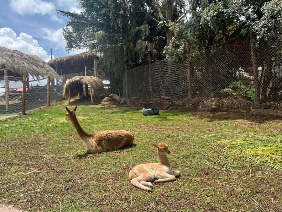 Cusco: Alpaca and Llama Farm Tour w/ Transfer & Weaving Demo - The 20-minute ride from Cusco