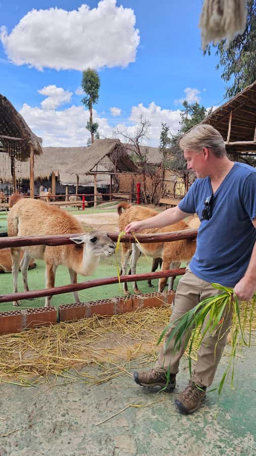 Cusco: Alpaca and Llama Farm Tour w/ Transfer & Weaving Demo - Vicuñas, huanacos, and other residents