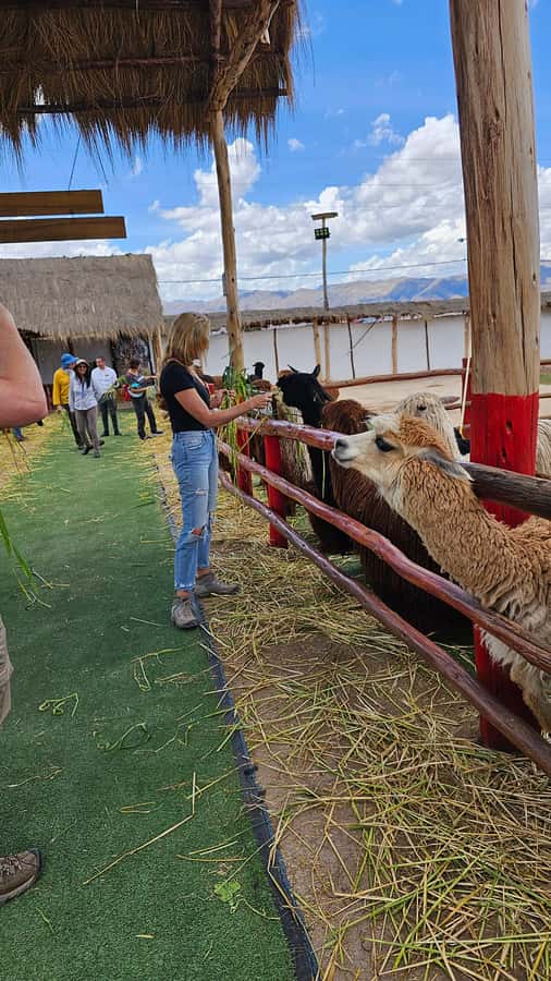 Cusco: Alpaca and Llama Farm Tour w/ Transfer & Weaving Demo - The weaving demonstration and Andean textiles