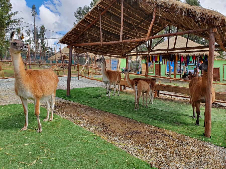 Cusco: Alpaca and Llama Farm Tour w/ Transfer & Weaving Demo - What makes the guides important