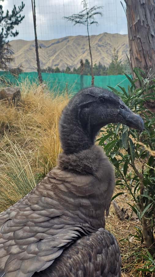 Cusco: Alpaca and Llama Farm Tour w/ Transfer & Weaving Demo - Booking flexibility and practical details