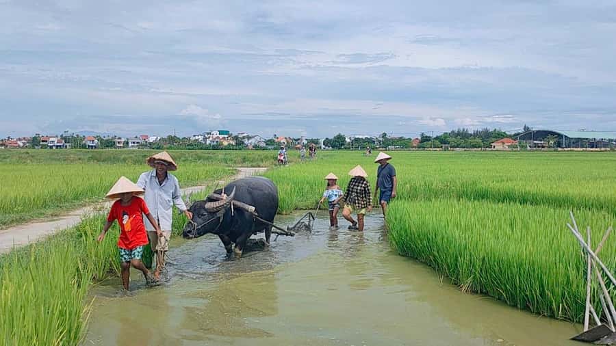 Cycling, Water Buffalo Riding, Traditional Farming Life - Why Cam Thanh feels different from a standard Hoi An tour