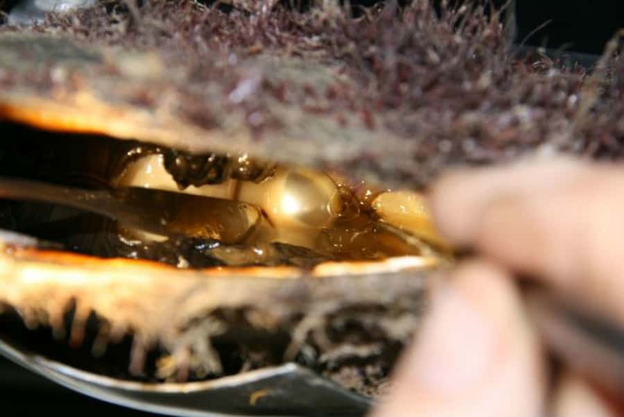 Cygnet Bay Pearl Farm Behind-the-Scenes Tour & Live Harvest - Why the live harvest makes this tour different