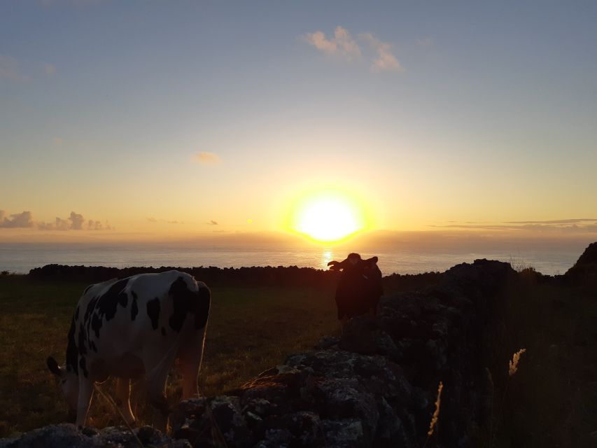 Dairy farm Visit and Cow Milking Experience in Azores - Why This Farm Visit Feels Different