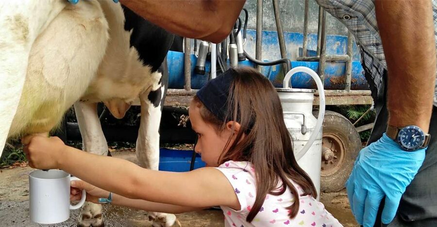 Dairy farm Visit and Cow Milking Experience in Azores - Views Across Terceira and a Local Tasting