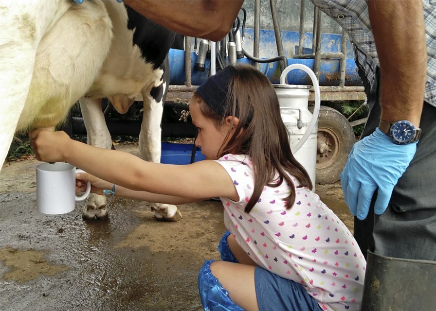 Dairy farm Visit and Cow Milking Experience in Azores - Timing, Group Size, and Weather