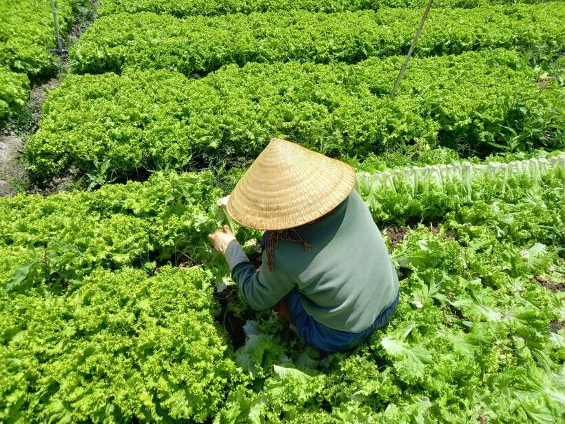 Dalat Countryside Motorbike Day Tour–Coffee Farms & Pagodas - How safe and comfortable is the ride?
