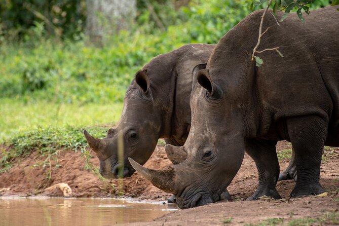 Day Tour Of Ziwa Rhino Sanctuary and Wildlife Ranch - ZIWA RHINO TREKKING - Walking among the white rhinos