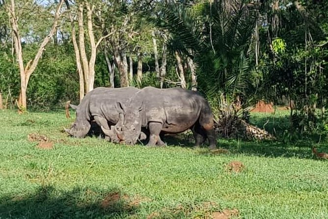 Day Tour Of Ziwa Rhino Sanctuary and Wildlife Ranch - ZIWA RHINO TREKKING - More than rhinos: birds, hippos, and smaller wildlife