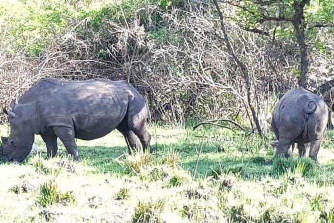 Day Tour Of Ziwa Rhino Sanctuary and Wildlife Ranch - ZIWA RHINO TREKKING - What lunch and included costs mean