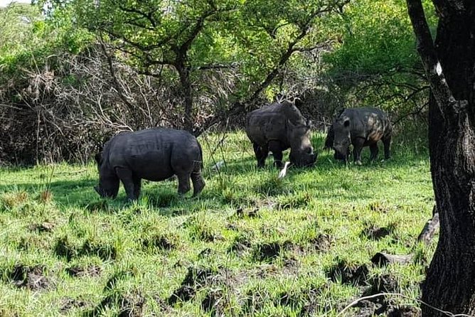 Day Tour Of Ziwa Rhino Sanctuary and Wildlife Ranch - ZIWA RHINO TREKKING - Private touring and the guide’s role