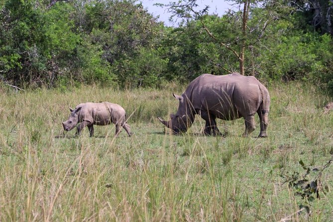 Day Tour Of Ziwa Rhino Sanctuary and Wildlife Ranch - ZIWA RHINO TREKKING - Setting out from Kampala