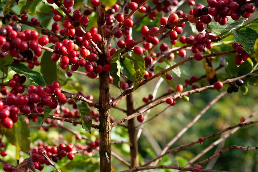 Day Tour to Fairview Coffee Farm - Why Fairview makes a good half-day from Nairobi