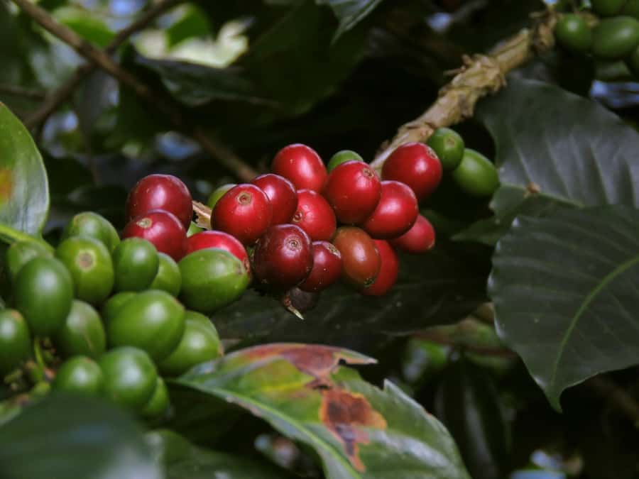 Day Tour to Fairview Coffee Farm - Inside the coffee factory