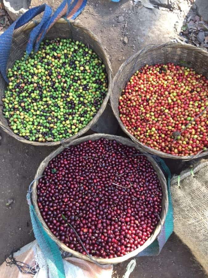 Day Tour to Fairview Coffee Farm - The roasting lab and coffee tasting