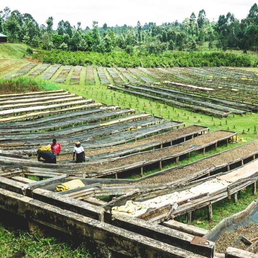 Day Tour to Fairview Coffee Farm - What the $50 price really covers