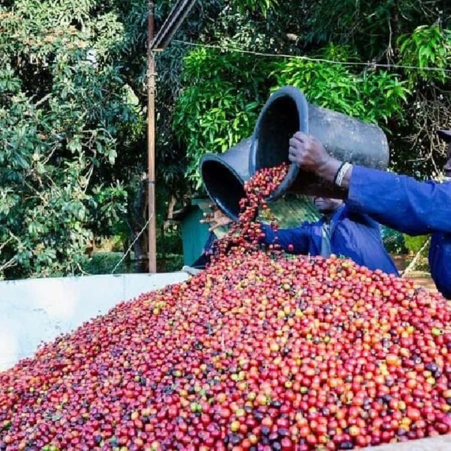Day Tour to Fairview Coffee Farm - Private touring, timing, and comfort