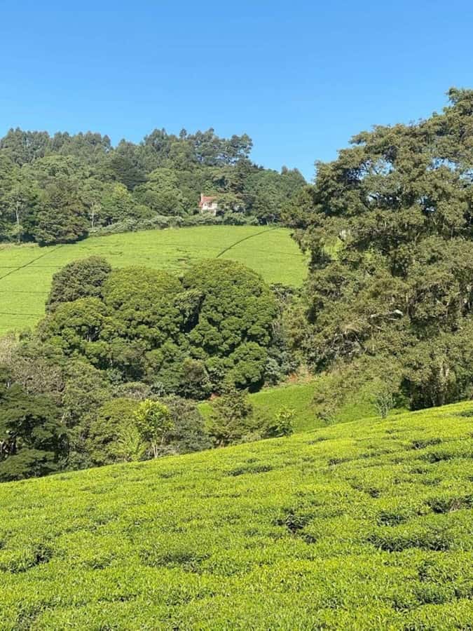 Day Tour to Fairview Coffee Farm - Who will enjoy Fairview Coffee Estate most