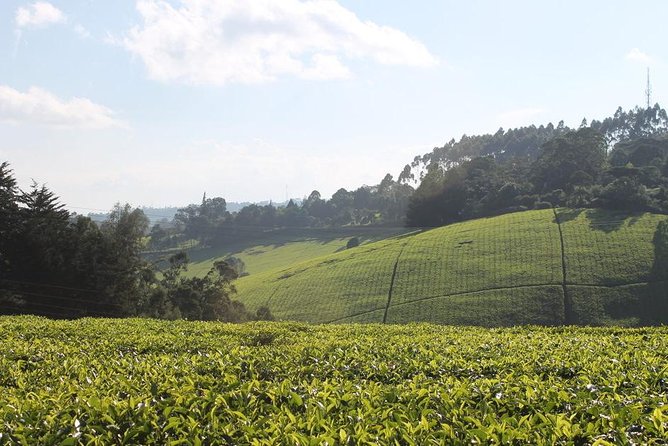 Day Tour To Kiambethu Tea Farm in Limuru - Leaving Nairobi for Limuru