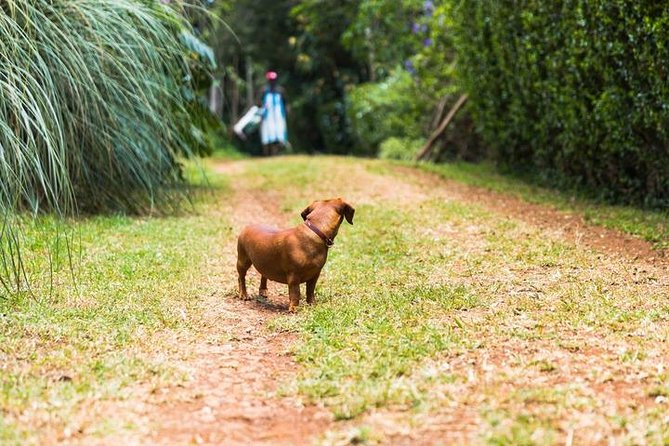 Day Tour To Kiambethu Tea Farm in Limuru - Garden Paths, Birds, and Open-Air Views