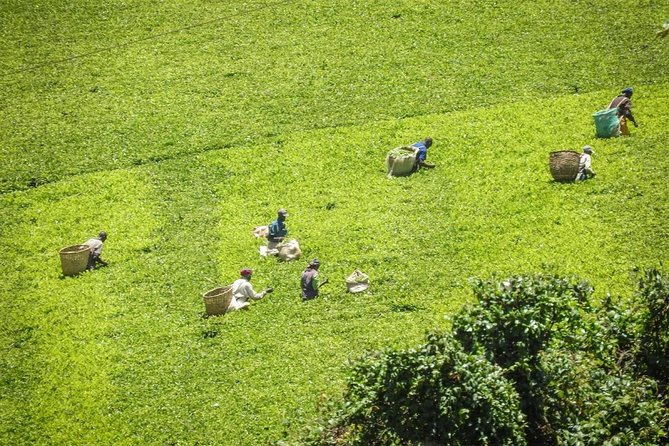 Day Tour To Kiambethu Tea Farm in Limuru - Who Will Enjoy This Most