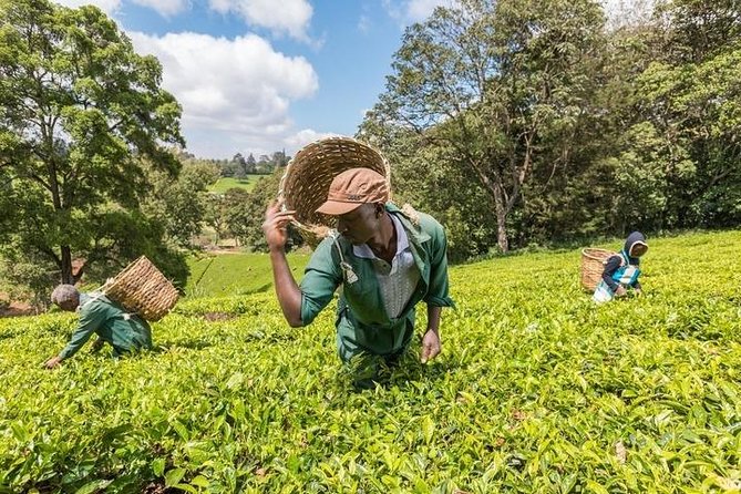 Day tour to Kiambethu tea farm in Limuru from Nairobi - Timing, group size, and the shape of the day