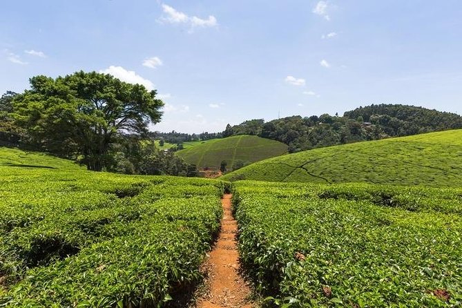 Day tour to Kiambethu tea farm in Limuru from Nairobi - Practical advice for getting the most from the day